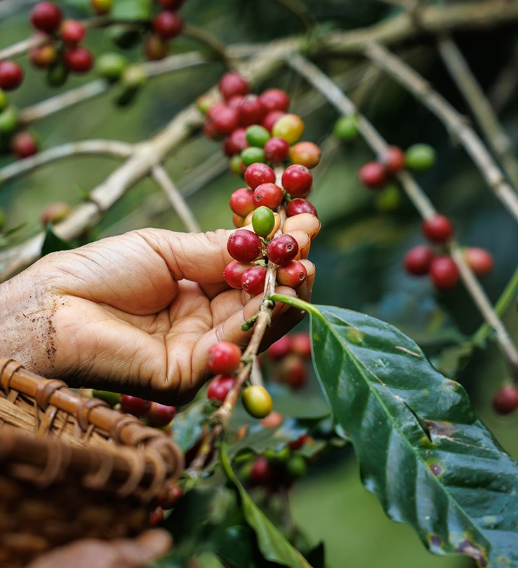 karsa nusa buah biji kopi